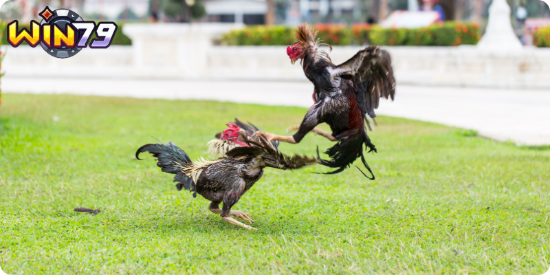 Nguồn Trận Đấu Chính Thống và Đa Dạng